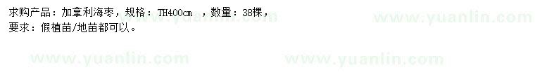 求購高400公分加拿利海棗