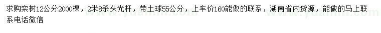 求購12公分欒樹