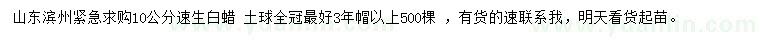 求購10公分速生白蠟 