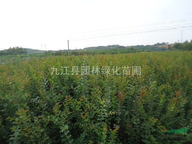 供應(yīng)紫薇小苗 九江紫薇小苗價(jià)格 江西紫薇小苗批發(fā)