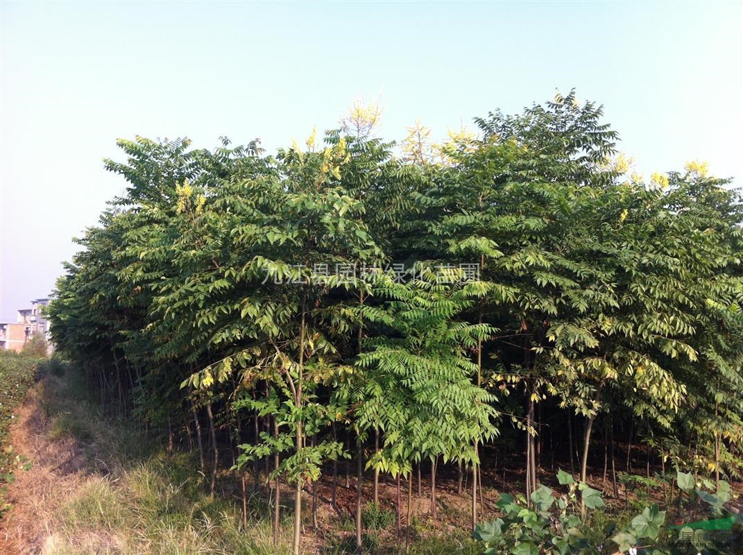 供應2公分3公分4公分5公分6公分7公分8公分10公分欒樹