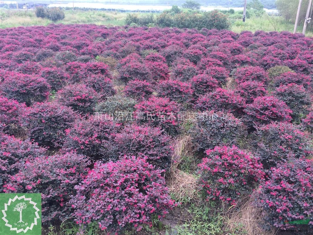 蕭山紅繼木，紅繼木小毛球，紅繼木球