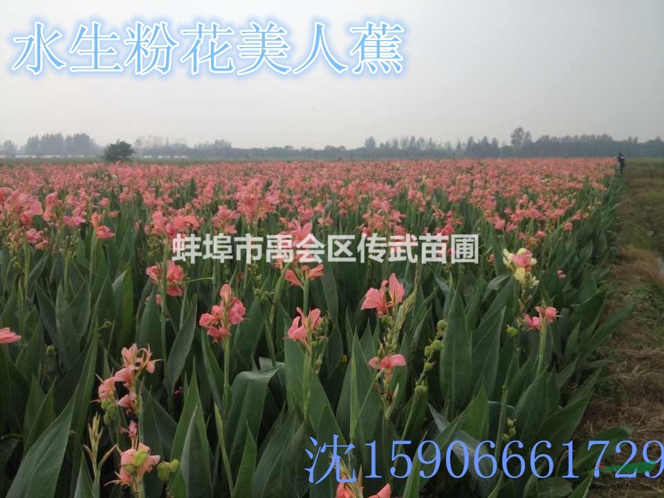 杭州蕭山大量供應(yīng)水生美人蕉600萬芽，自產(chǎn)自銷