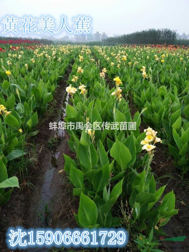 杭州蕭山大量供應(yīng)水生美人蕉600萬芽，自產(chǎn)自銷