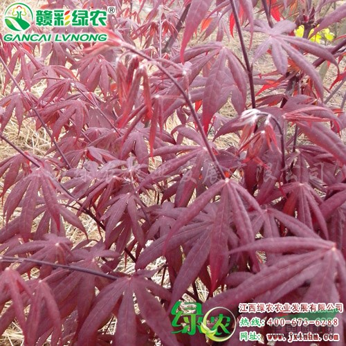 歐羅紅楓三季紅 三季紅紅楓小苗 紅楓價格 三季紅圖片 江西