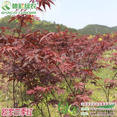 歐羅紅楓三季紅 三季紅紅楓小苗 紅楓價格 三季紅圖片 江西