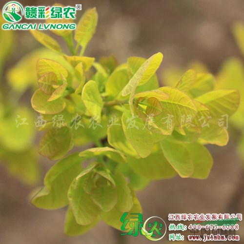 金葉黃櫨 藥用價(jià)值極高樹(shù)種 黃櫨圖片 金黃色葉片黃櫨 江西