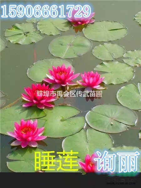 蚌埠大量供應(yīng)睡蓮，低價出售，自產(chǎn)自銷，有意者聯(lián)系