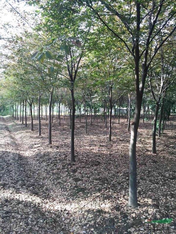 江西最大的紅櫸樹基地|江西松升7大基地展示