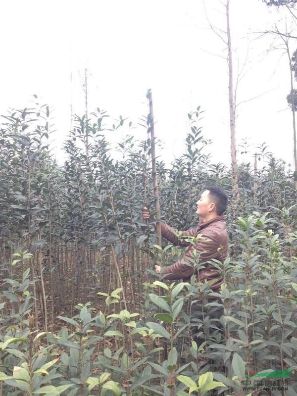 供應(yīng)丹桂小苗1.5m丹桂價格丹桂圖片