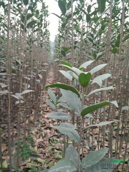 供應(yīng)丹桂小苗1.5m丹桂價格丹桂圖片