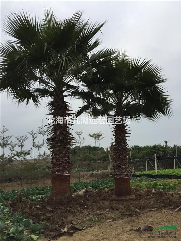老人葵 大型老人葵基地農(nóng)戶直接批發(fā)價(jià) 歡迎來(lái)電咨詢