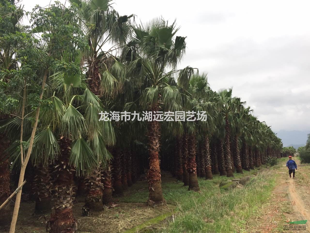 老人葵 大型老人葵基地農(nóng)戶直接批發(fā)價(jià) 歡迎來(lái)電咨詢