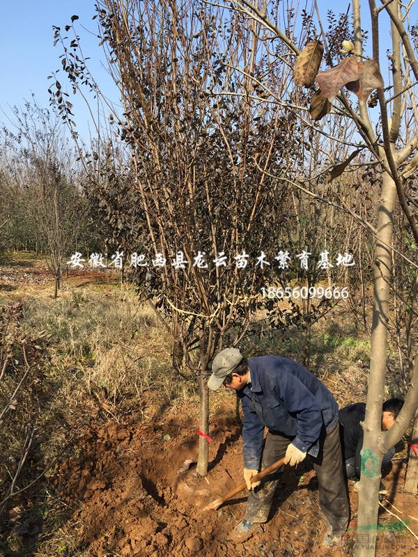 安徽|合肥|肥西| 紅葉李