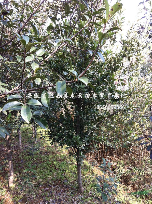 安徽欏木石楠 肥西欏木石楠供應(yīng)商