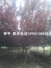 肥西供應(yīng)：紅葉李，香樟，桂花，烏桕，大葉女貞，樸樹(shù)，榔榆等綠