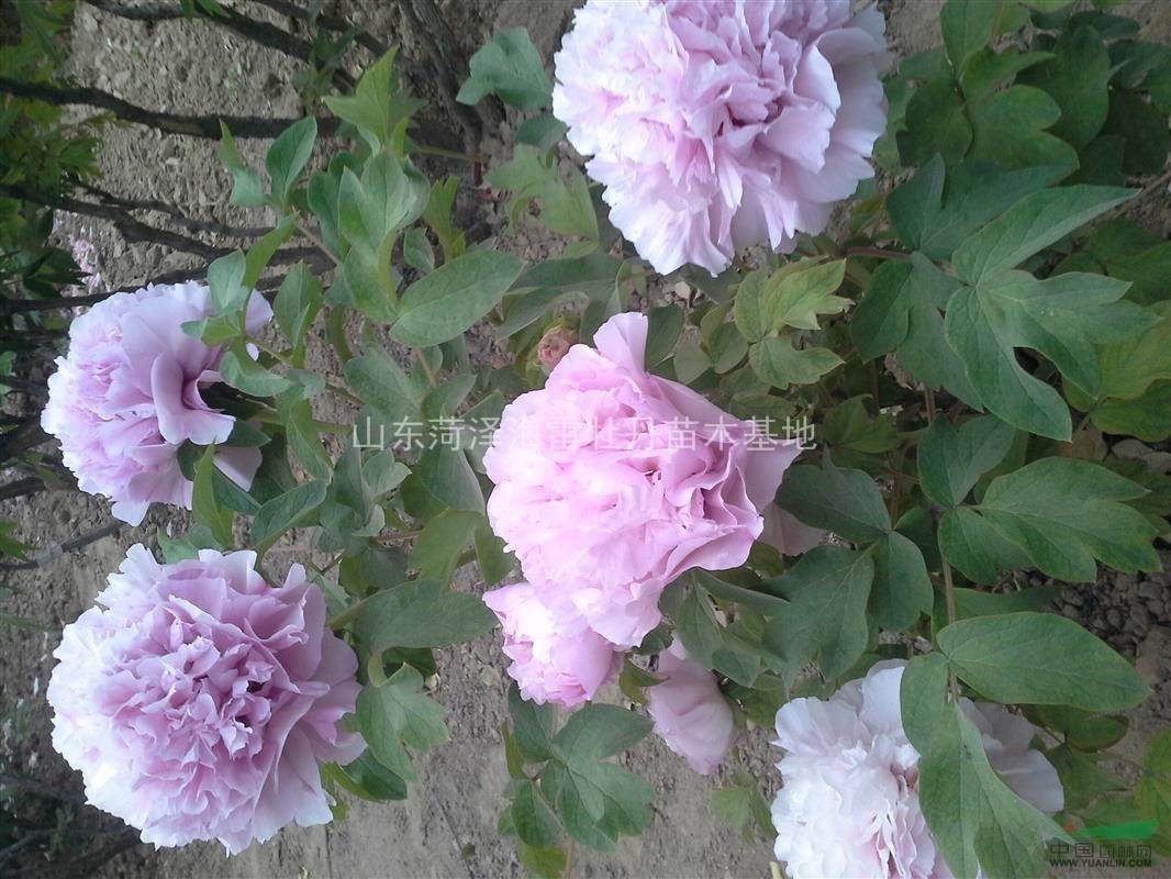 供菏澤牡丹嫁接苗，牡丹種苗，芍藥種苗