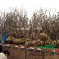供菏澤牡丹嫁接苗，牡丹種苗，芍藥種苗