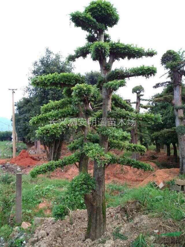 造型榆樹 榆樹