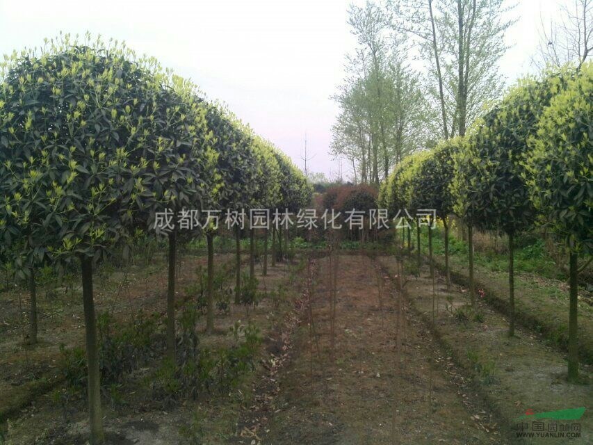 供應桂花樹 成都桂花樹  桂花樹價格 桂花樹工程苗 