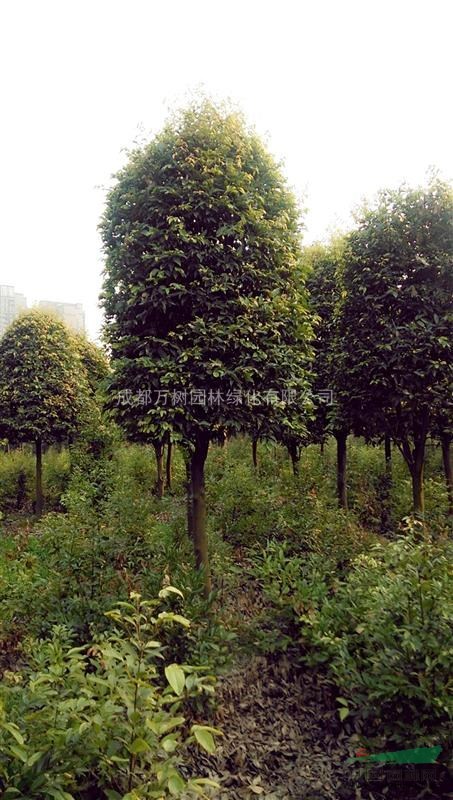 供應(yīng)天竺桂 天竺桂工程苗 天竺桂價(jià)格 天竺桂照片