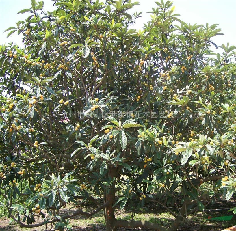 浙江地区长期供应枇杷树杨梅树琵琶树