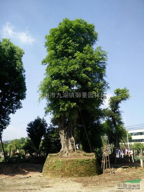 榕树盆景 造形榕树 榕树盆景价格 