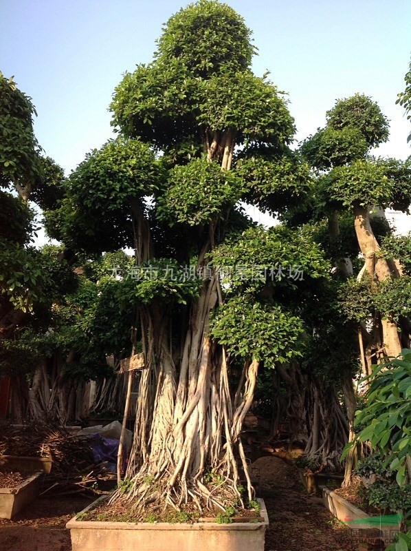 榕树盆景 造形榕树 榕树盆景价格 