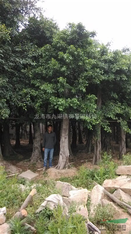 福建小叶榕 四川小叶榕 小叶榕价格 小叶榕产地