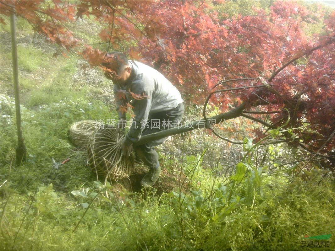 浙江地区供应各规格红枫