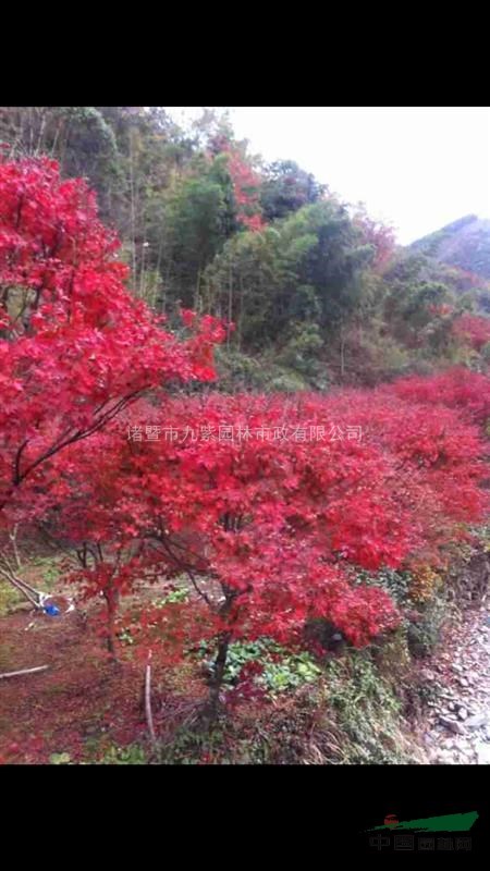 浙江地区供应各规格红枫