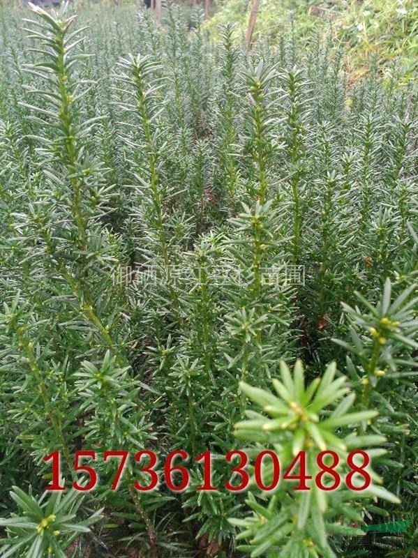 湖北恩施哪兒有曼地亞紅豆杉批發(fā)，南方紅豆杉培育基地