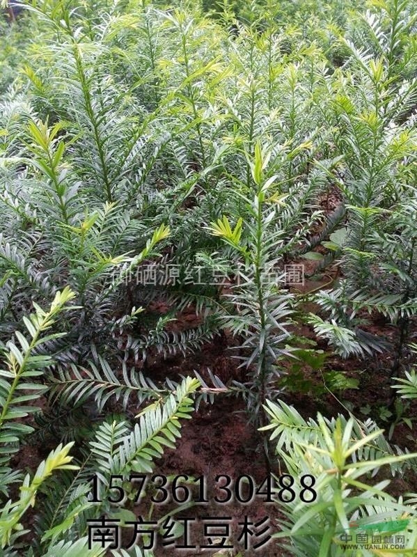 湖北恩施哪兒有曼地亞紅豆杉批發(fā)，南方紅豆杉培育基地