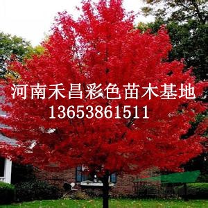 美國紅楓種子、供應美國紅楓種子、河南美國紅楓種子、紅楓種子價