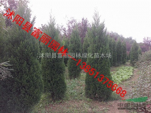 江蘇蜀檜 塔柏價(jià)格 處理500萬(wàn)棵蜀檜 塔柏高0.5-1-2