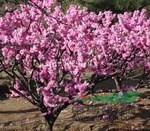 櫻花價(jià)格  低價(jià)櫻花2-3-5-8公分20萬棵   喬木 
