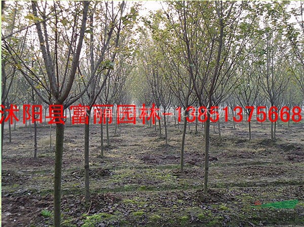 櫻花價(jià)格  低價(jià)櫻花2-3-5-8公分20萬棵   喬木 