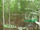 供應(yīng)榆樹(shù)-河北榆樹(shù)-西藏榆樹(shù)-拉薩榆樹(shù)-榆樹(shù)苗價(jià)格