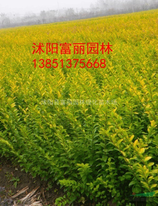 800萬(wàn)金葉女貞工程大苗，金葉女貞基地直銷(xiāo)，金葉女貞急售