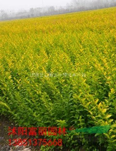 800萬(wàn)金葉女貞工程大苗，金葉女貞基地直銷(xiāo)，金葉女貞急售