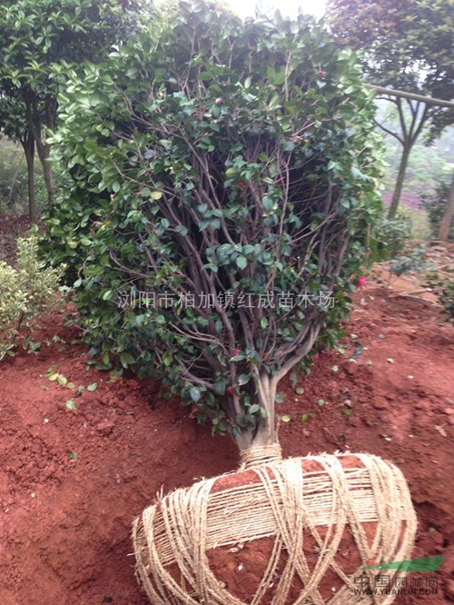 湖南苗圃供應(yīng)湖南綠化苗木、湖南茶花小苗、茶花價(jià)格、茶花球