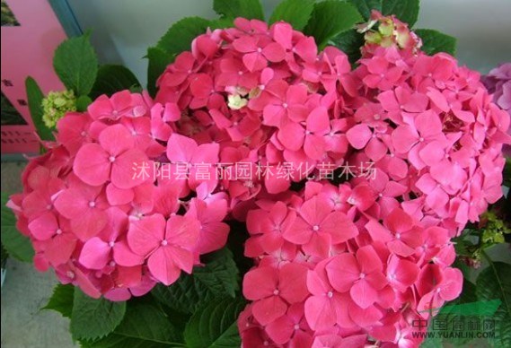 苗木誠售：迎春花、東北連翹大苗，紅瑞木，金葉女貞