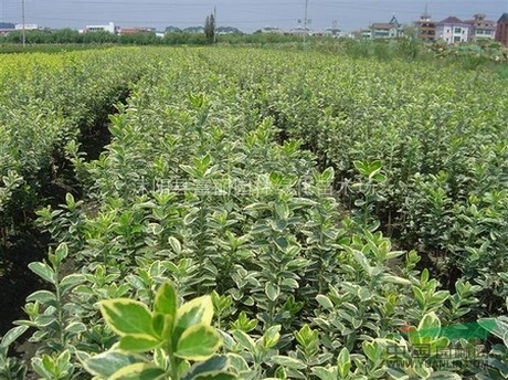 紅葉石楠 金葉黃楊，大葉黃楊 海桐 南天竹 毛鵑 金森女貞