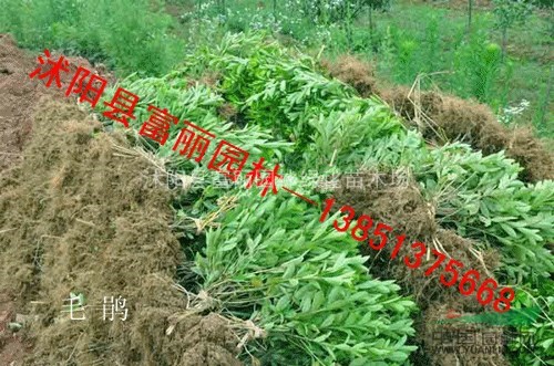 紅葉石楠 金葉黃楊，大葉黃楊 海桐 南天竹 毛鵑 金森女貞