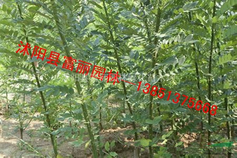 紅葉李苗 玉蘭苗 紫薇苗 大葉女貞苗 西府海棠苗 國槐 合歡