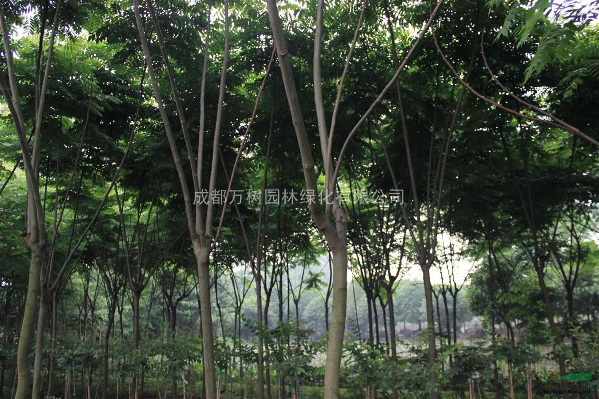 供應(yīng)欒樹 截桿欒樹 欒樹照片 欒樹苗圃貨 