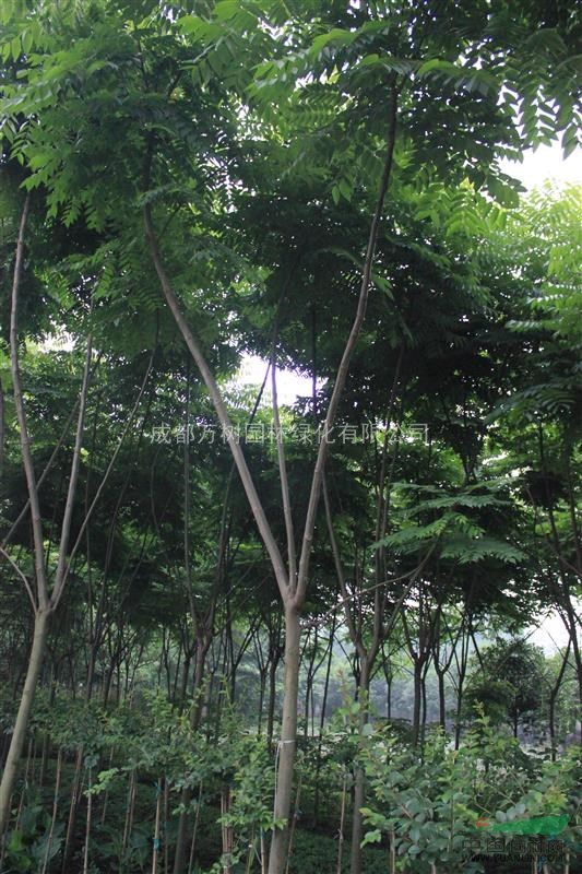 供應(yīng)欒樹 截桿欒樹 欒樹照片 欒樹苗圃貨 