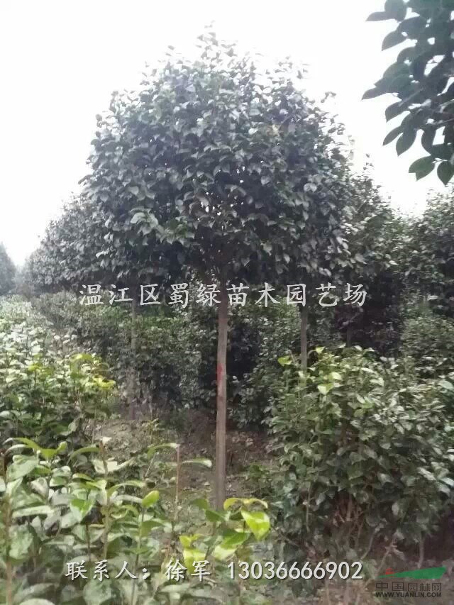 四川精品苗木-四川高桿茶花樹，四川高桿茶花批發(fā)，成都高桿茶花