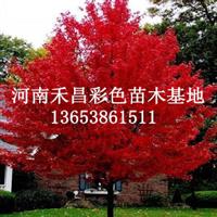 美國紅楓扦插|美國紅楓購買|美國紅楓種子