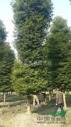 供應(yīng)移栽3-4年的12-15公分小葉楨楠